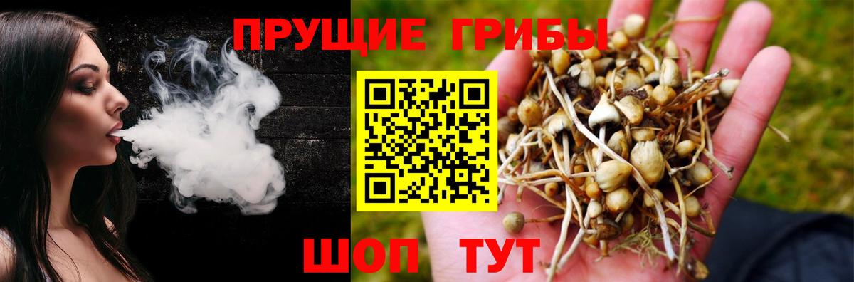 Каменск-Шахтинский  Псилоцибиновые грибы Cubensis  как найти закладки  Вход с VPN 